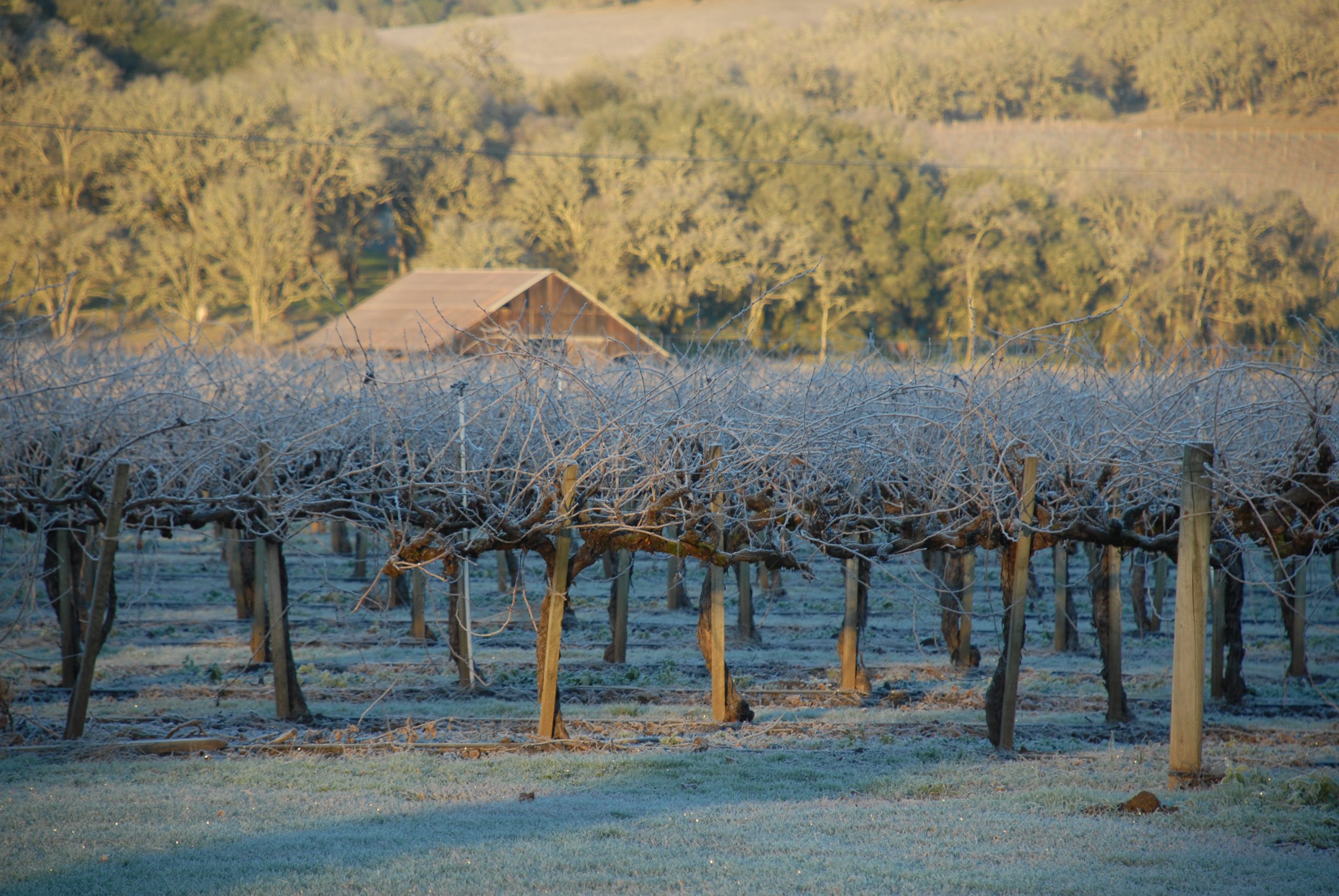 Home - Potter's Vineyard